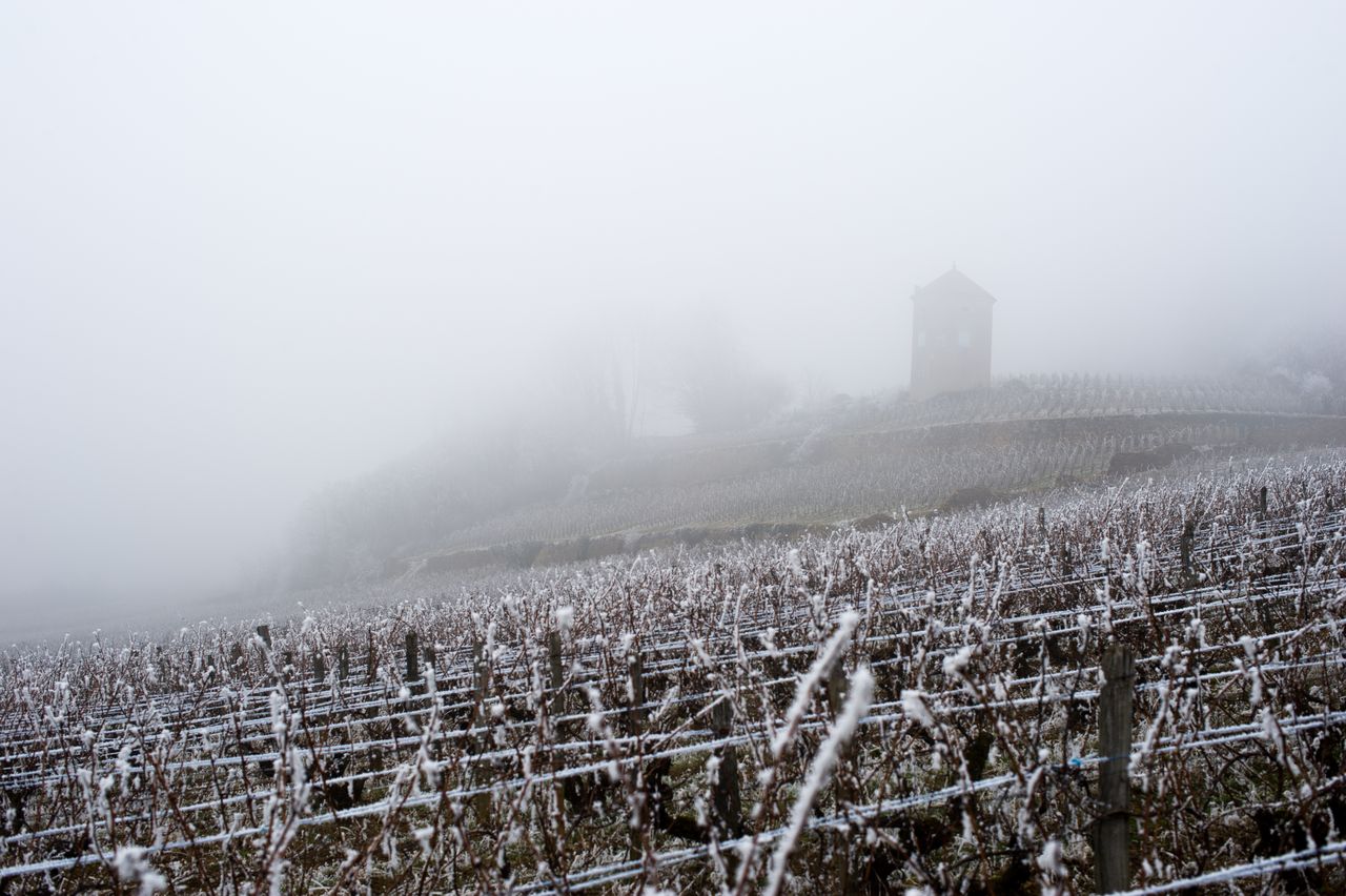 Vignoble Saison Hiver 2347