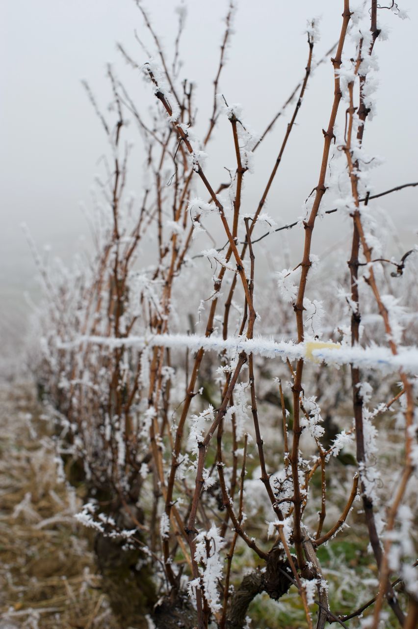 Vignoble Saison Hiver 2349