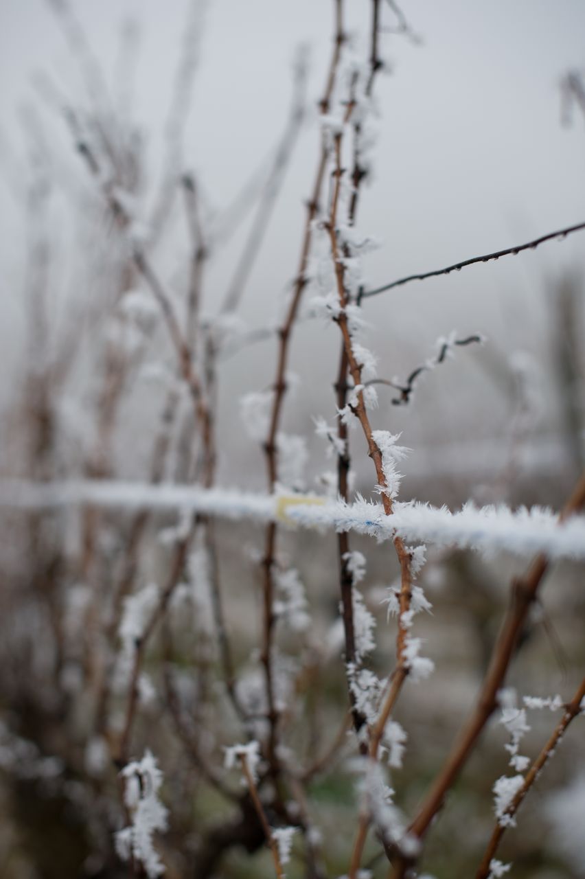 Vignoble Saison Hiver 2351