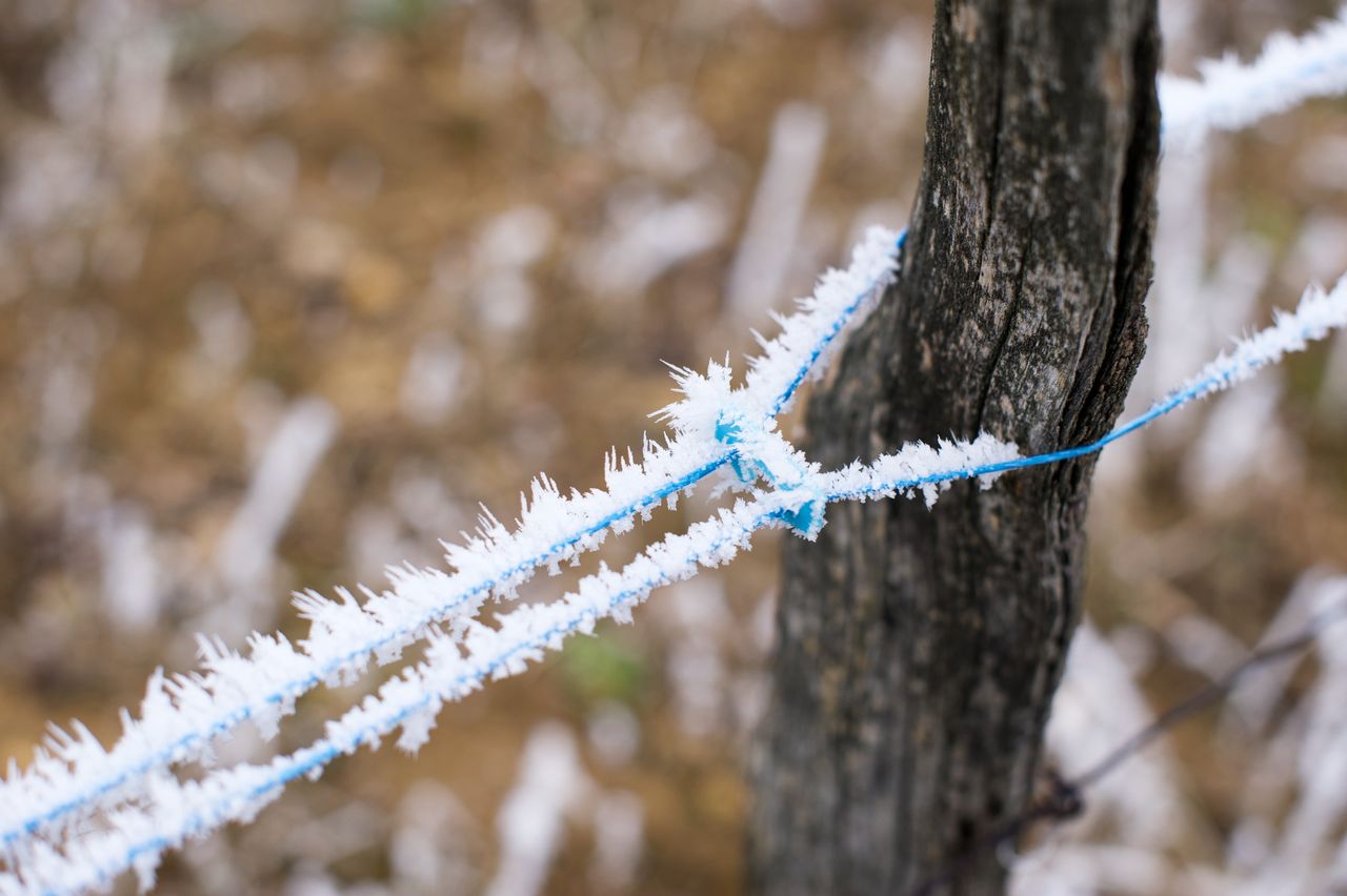 Vignoble Saison Hiver 2359