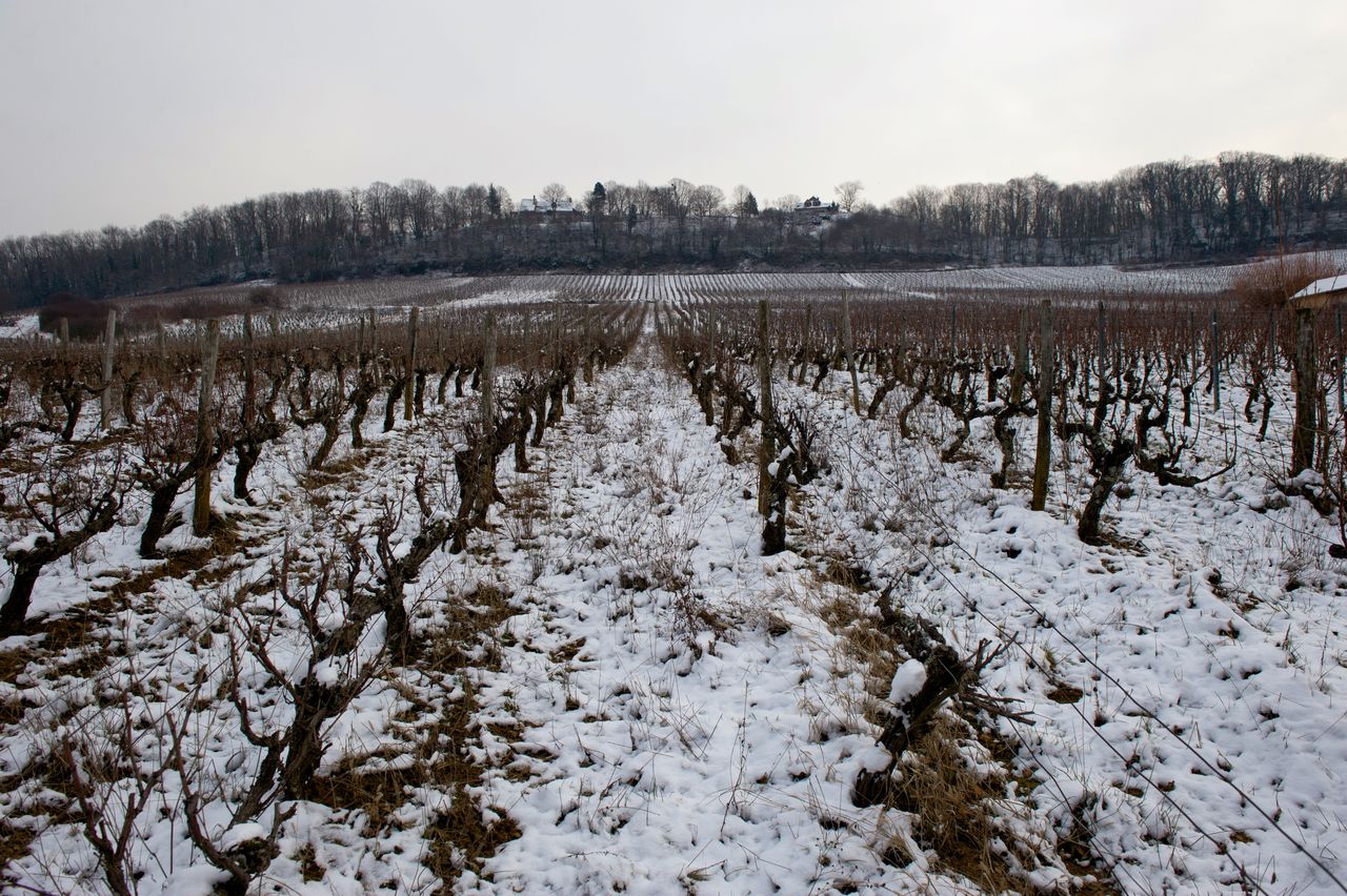 Vignoble Saison Hiver 2421