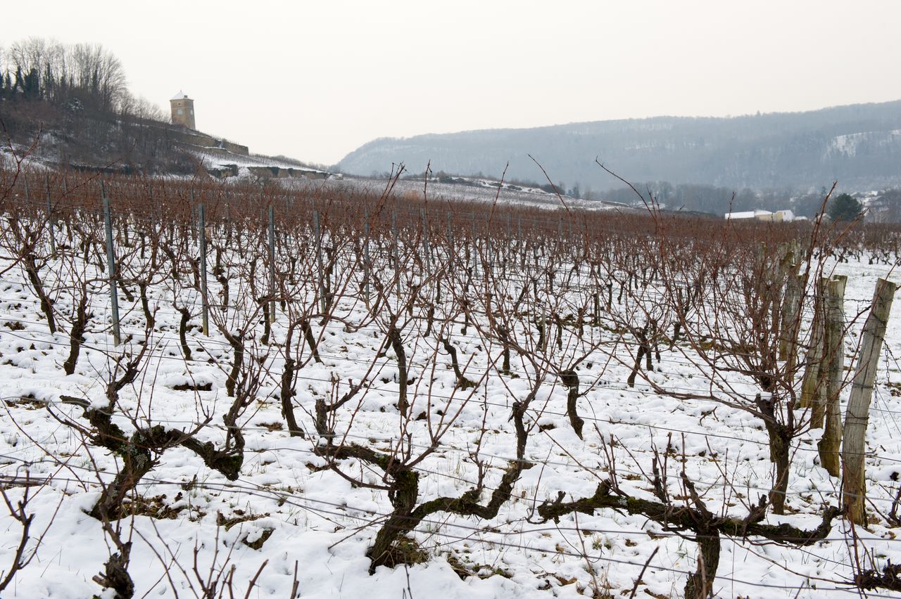 Vignoble Saison Hiver 2422