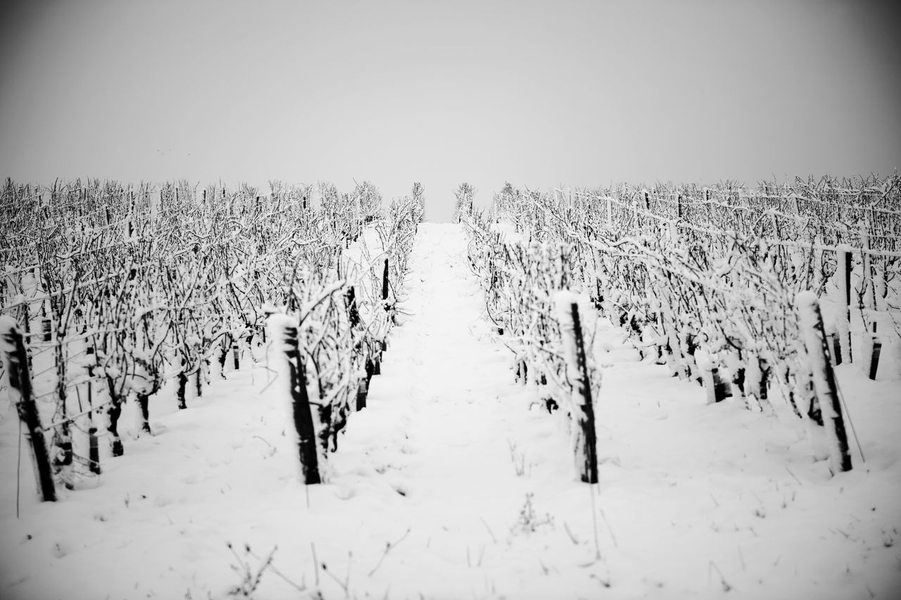 Vignoble Saison Hiver 6973