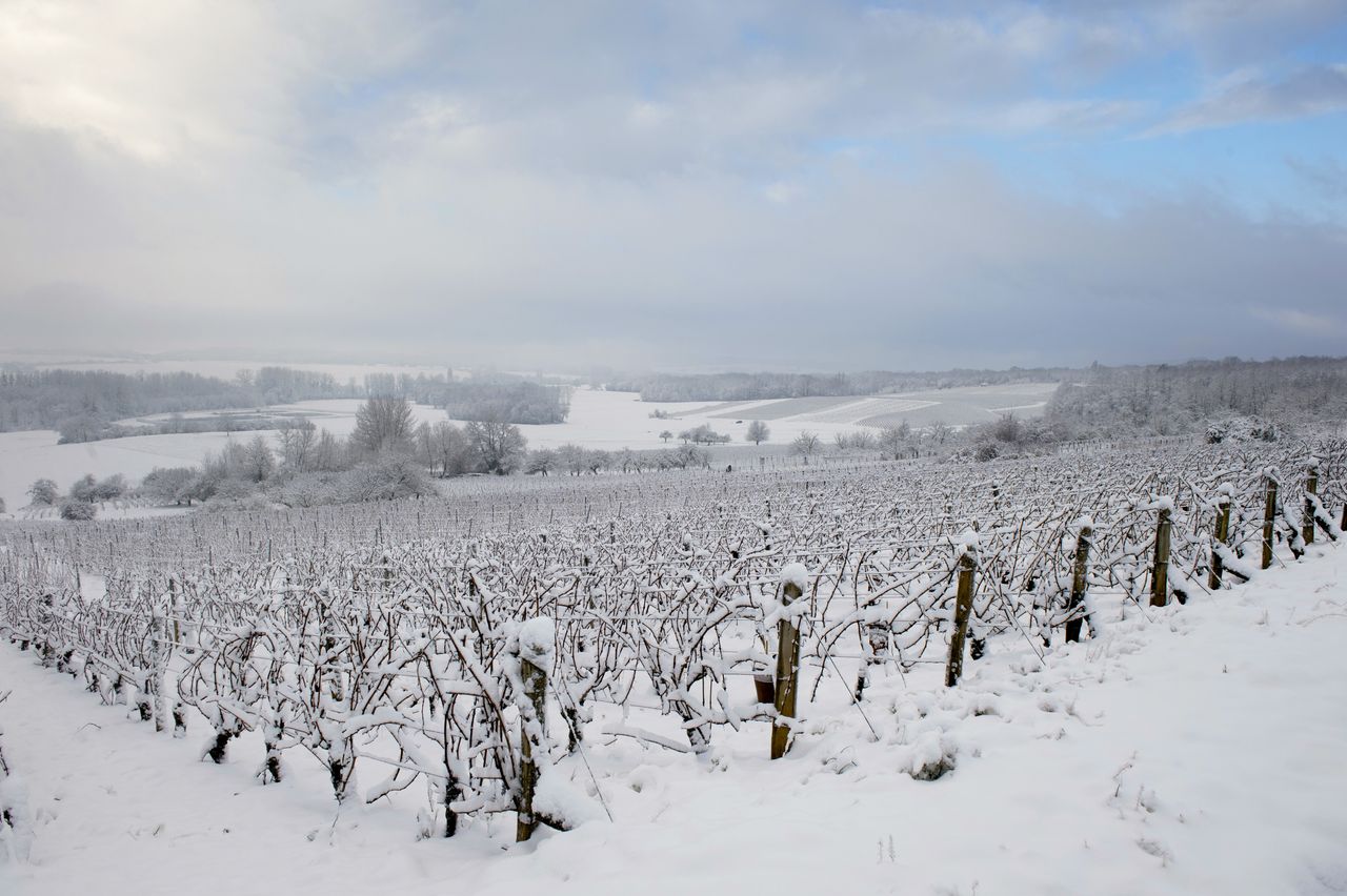 Vignoble Saison Hiver 6977