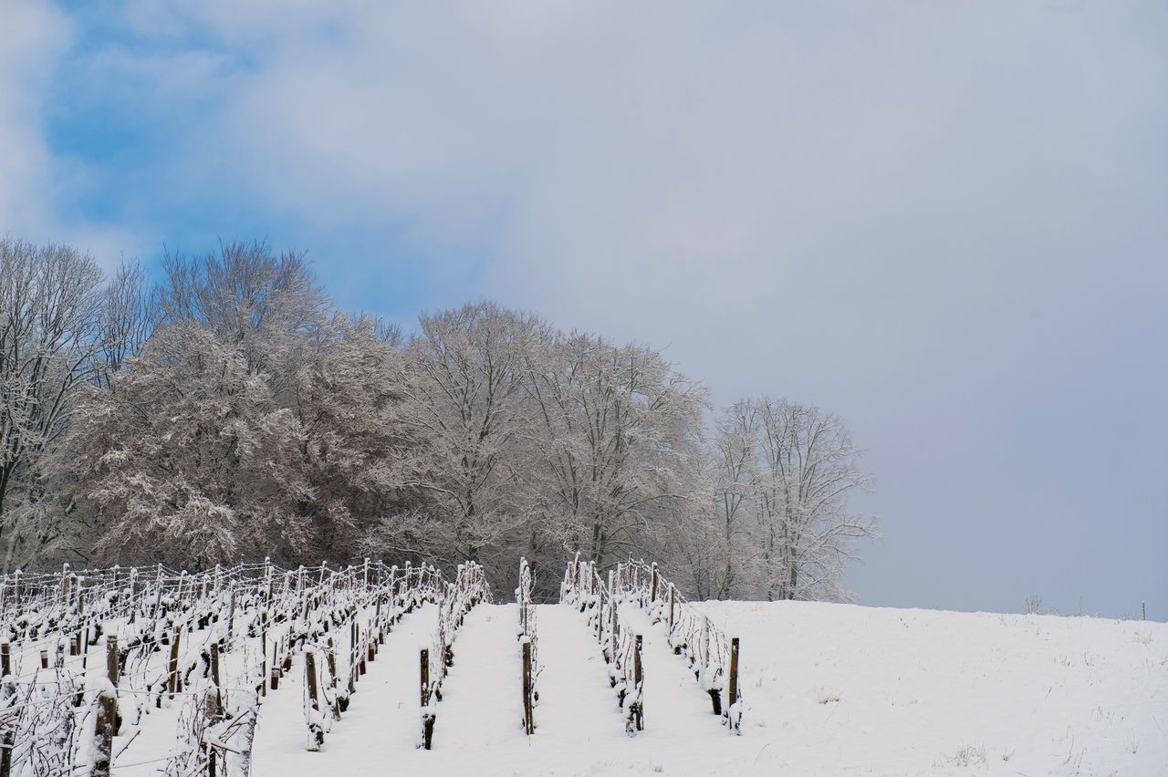 Vignoble Saison Hiver 6979