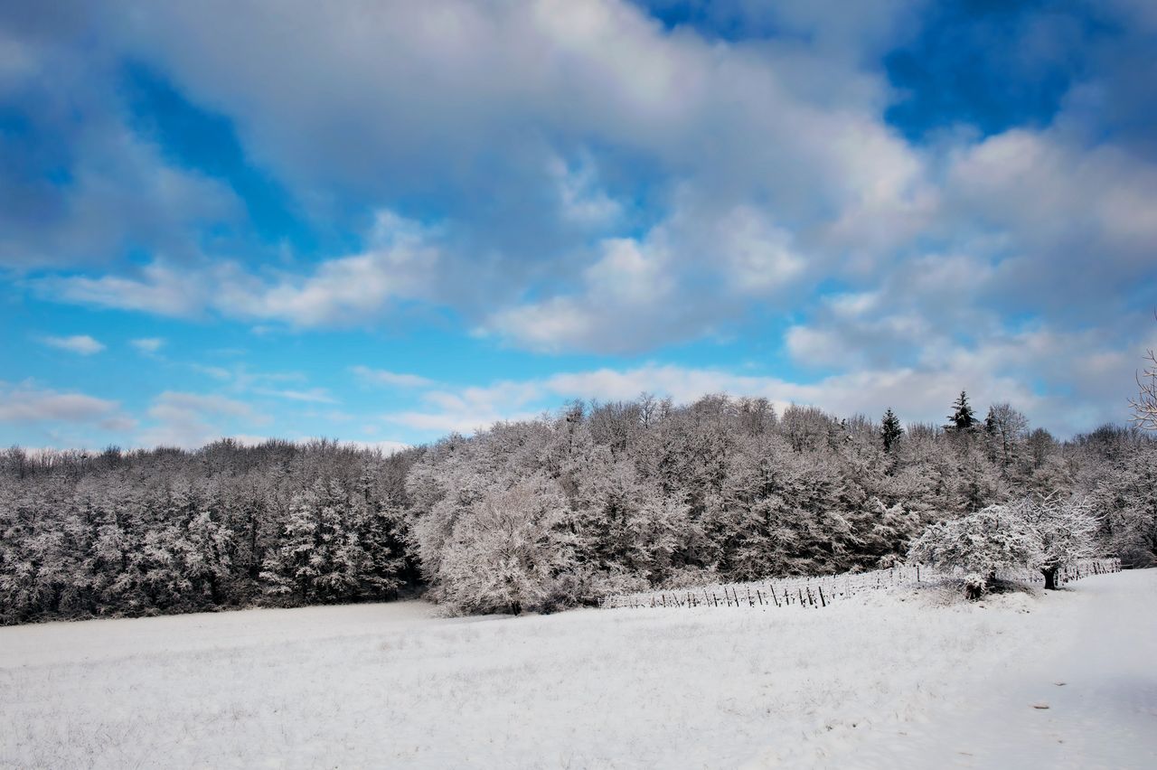 Vignoble Saison Hiver 6981