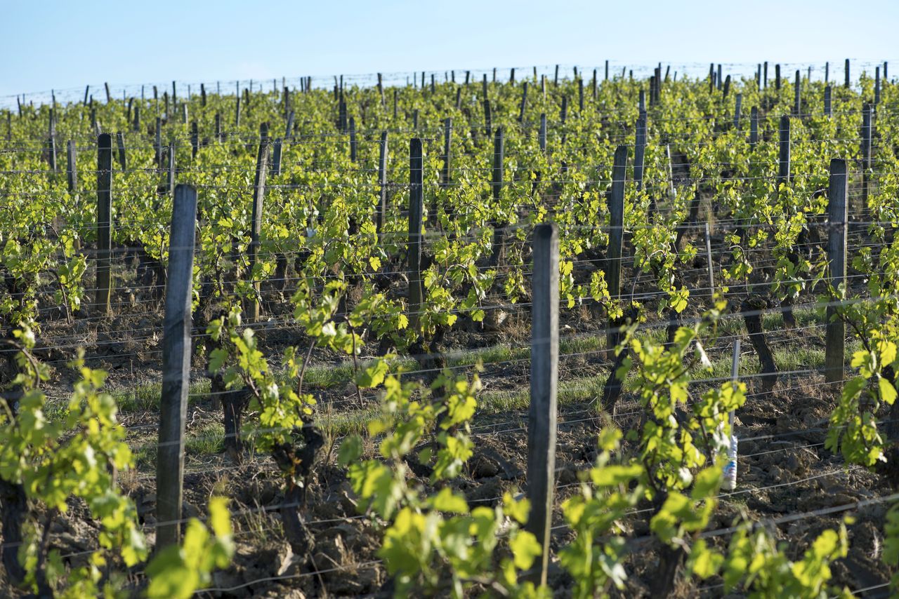 Vignoble Saison Juin 1059