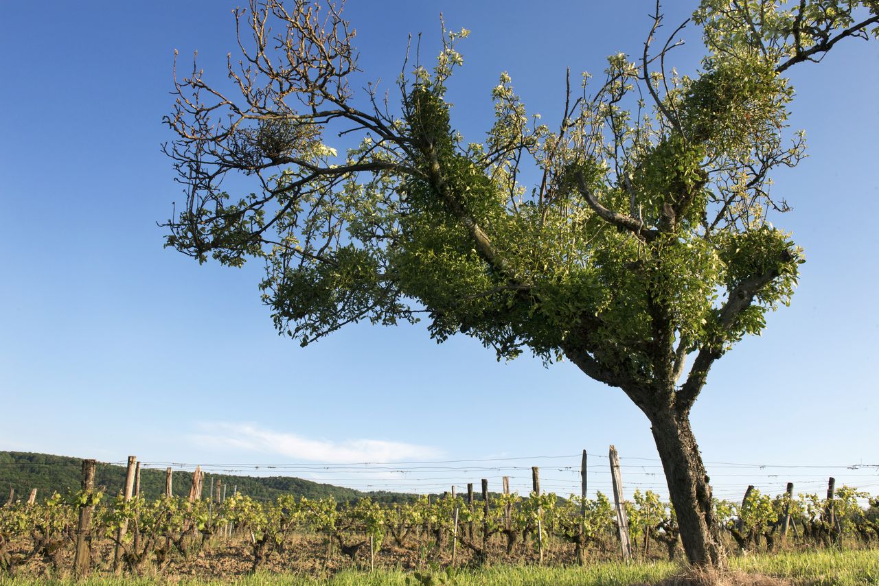 Vignoble Saison Juin 1087
