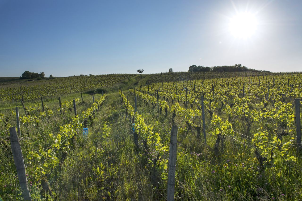 Vignoble Saison Juin 1098