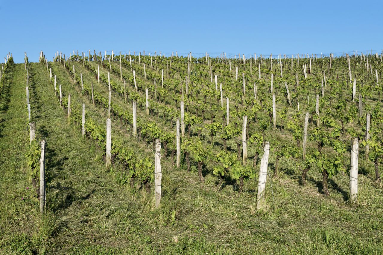 Vignoble Saison Juin 1101