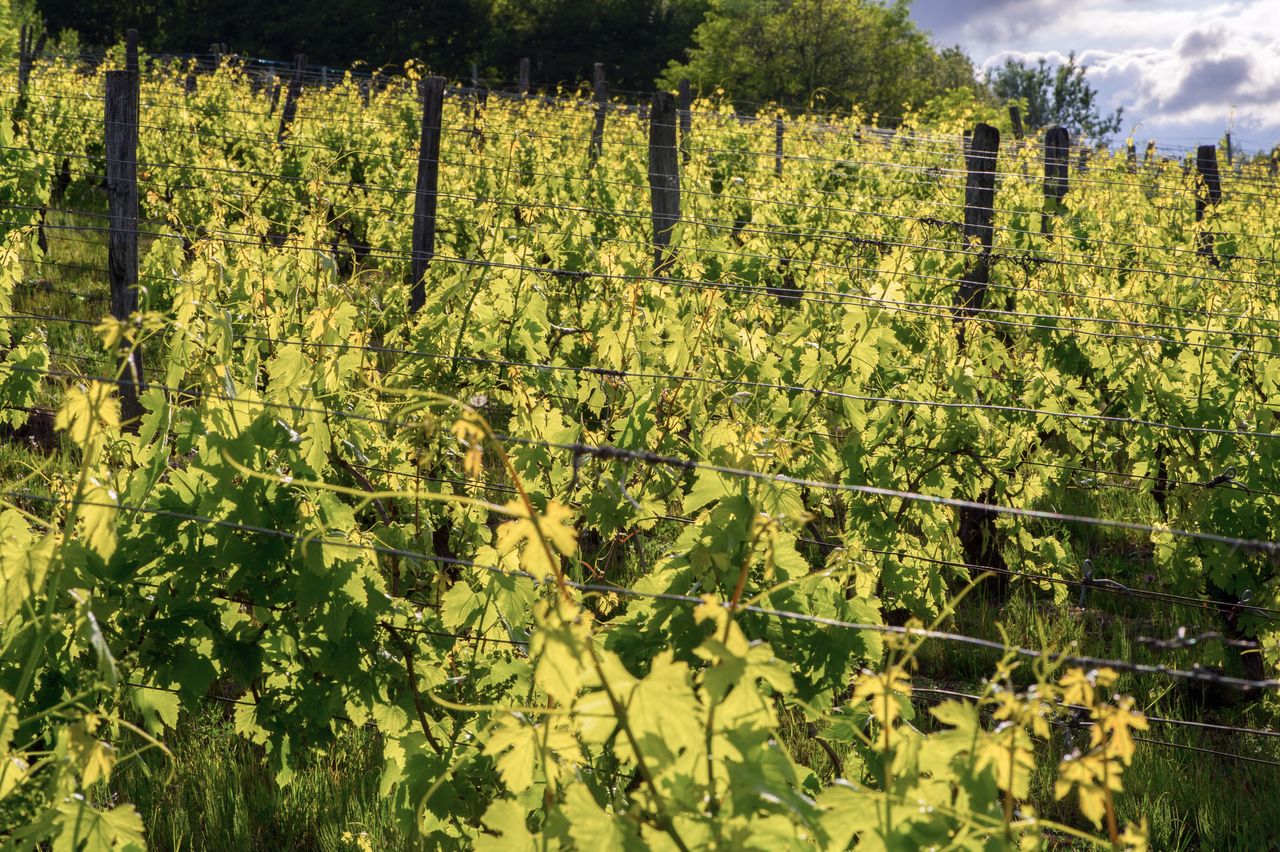 Vignoble Saison Juin WER_9784