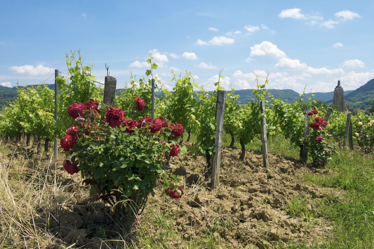 Vignoble Saison Juin WJM_1615