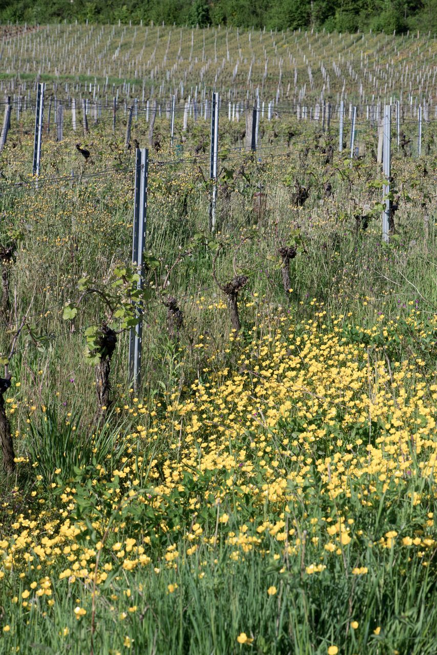 Vignoble Saison Mai 0811