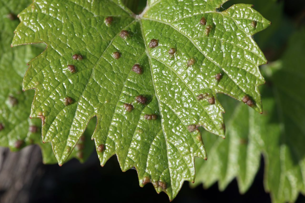 Vignoble Saison Mai 0812