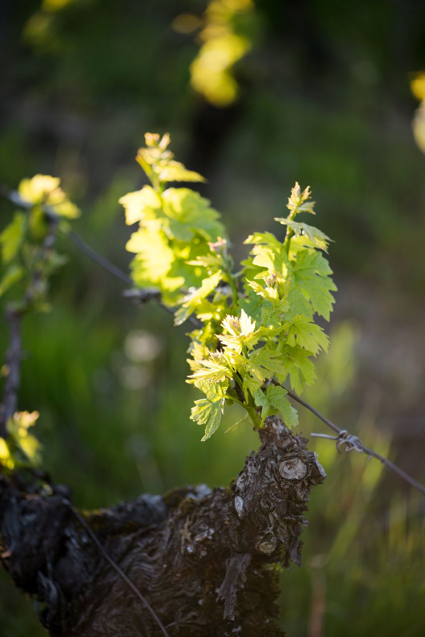 Vignoble Saison Mai 0858