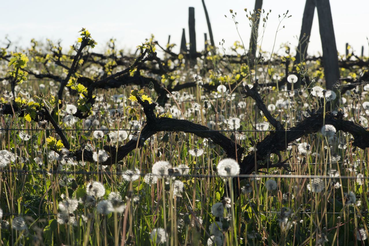 Vignoble Saison Mai 0862
