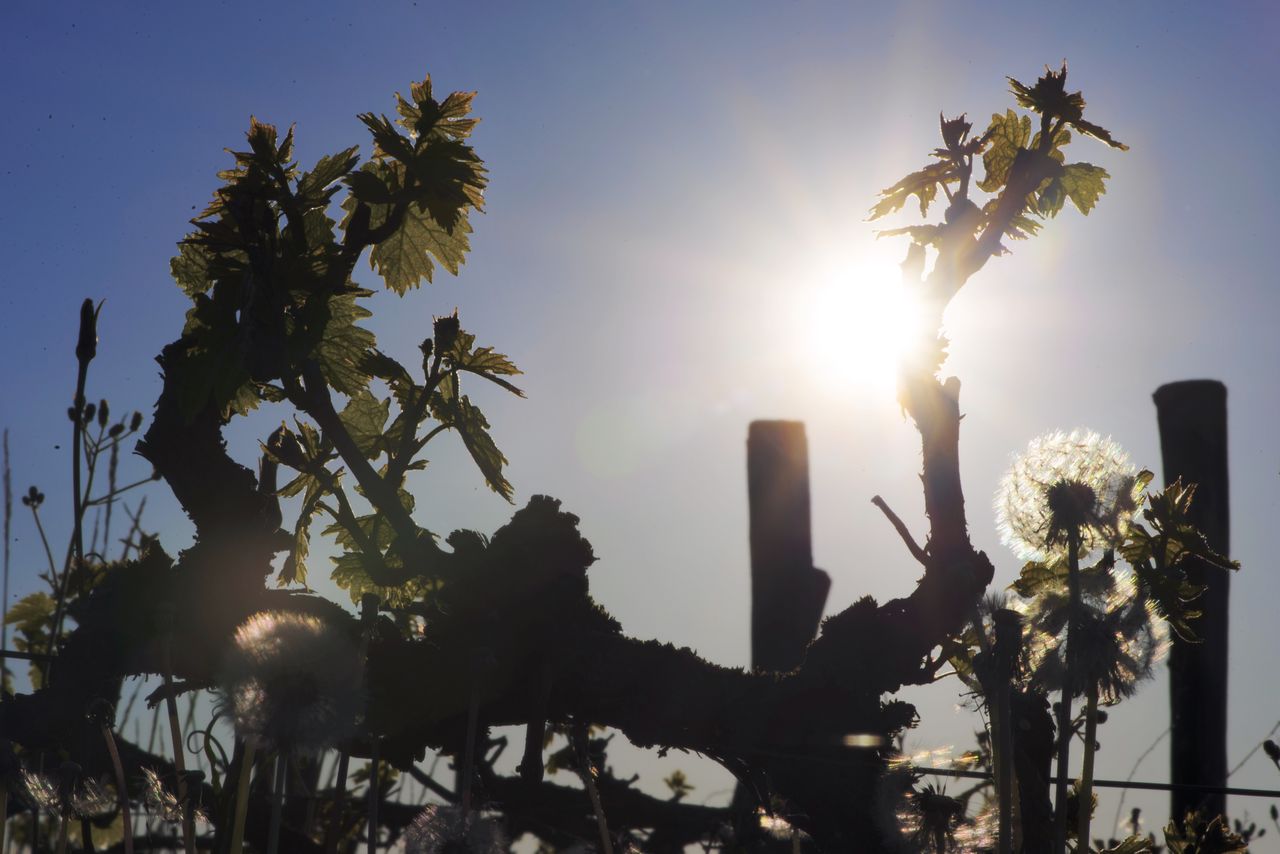 Vignoble Saison Mai 0892