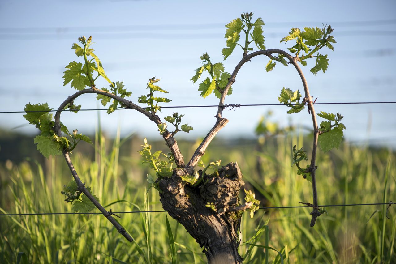 Vignoble Saison Mai 0903