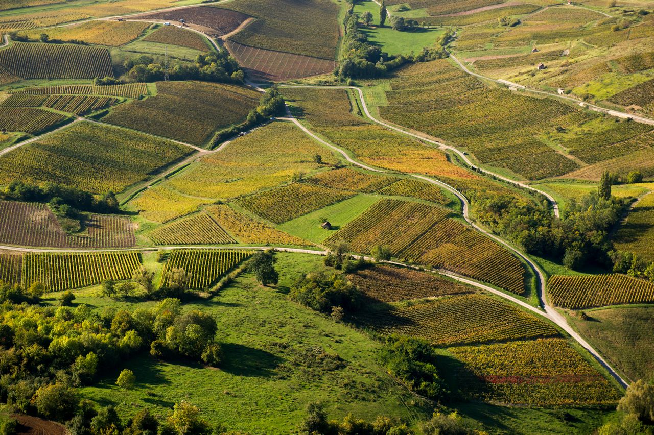 Vignoble Saison Octobre 4337