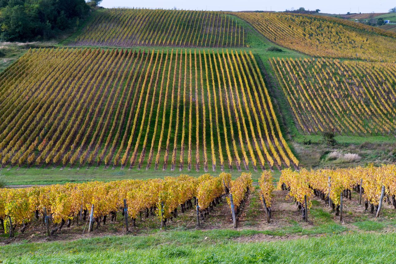 Vignoble Saison Octobre 5042
