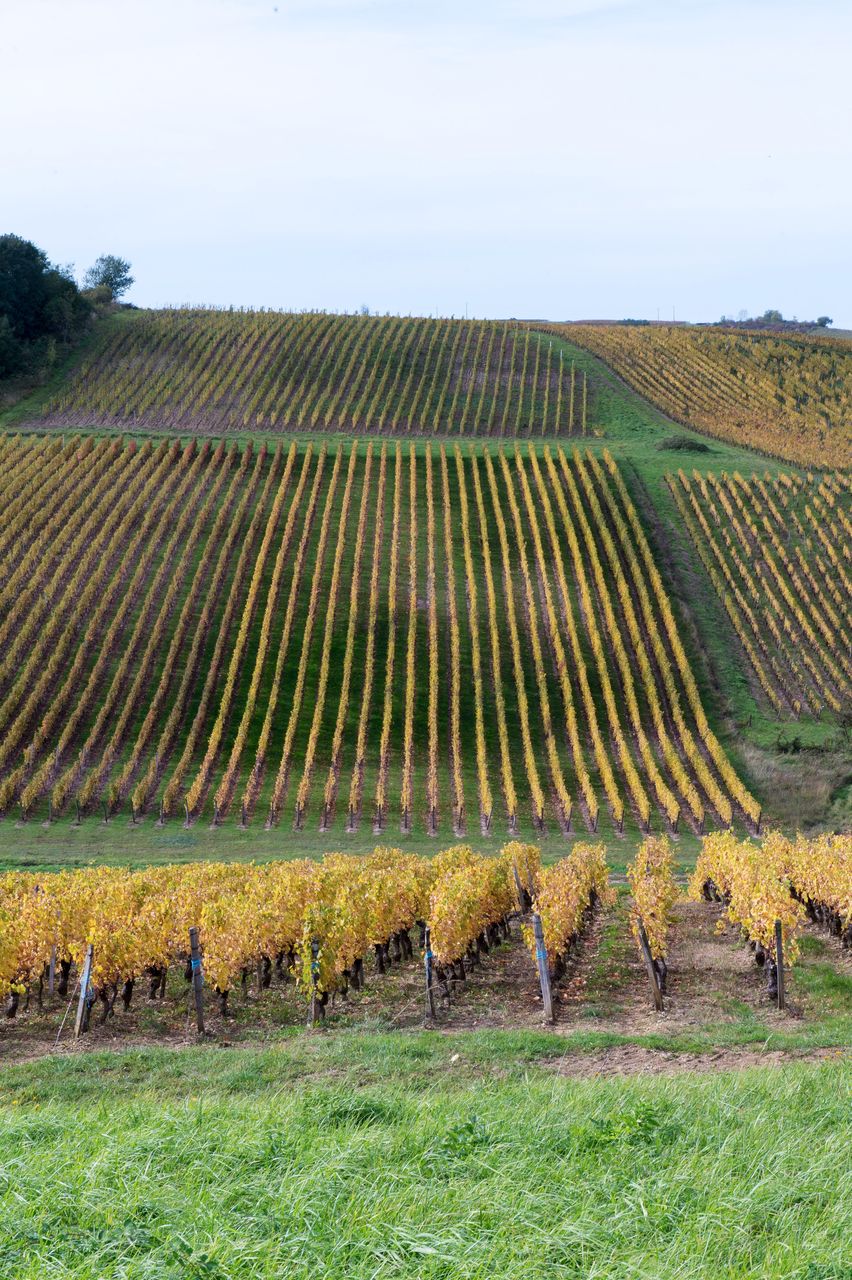 Vignoble Saison Octobre 5043
