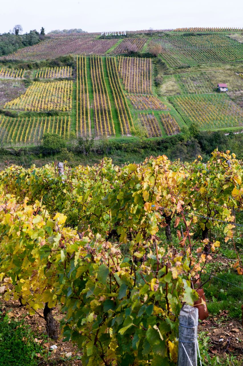 Vignoble Saison Octobre 5044