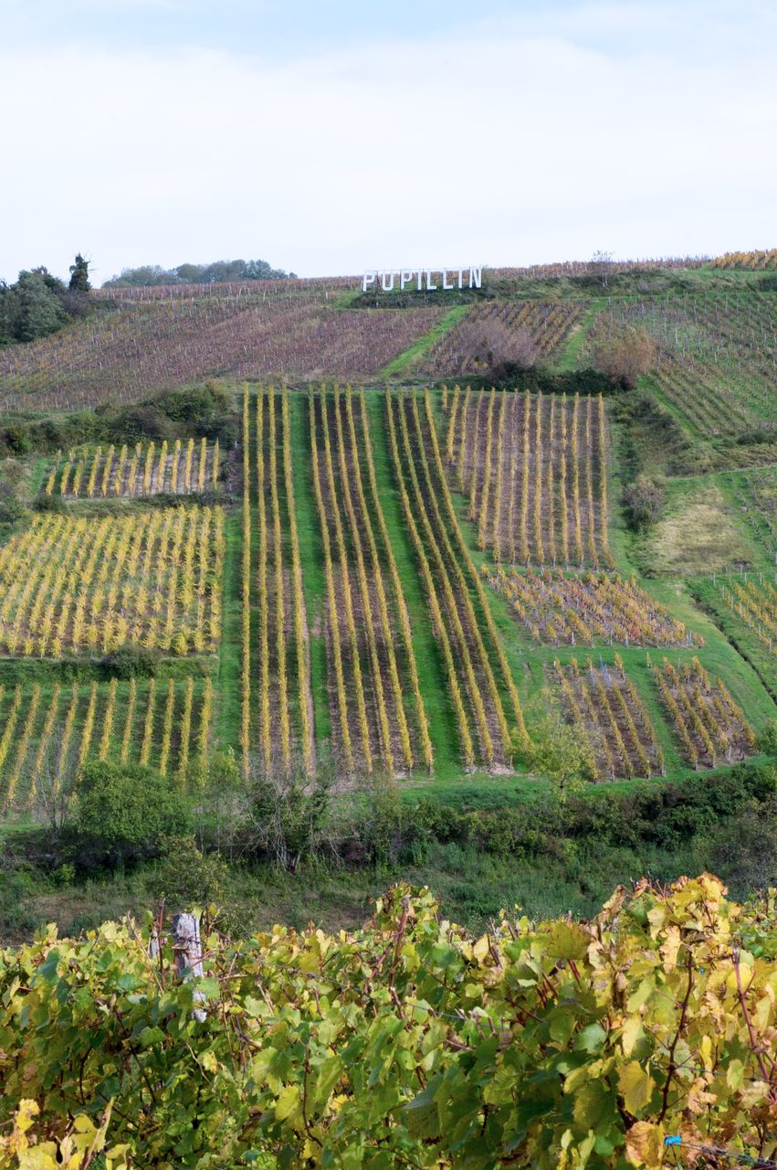 Vignoble Saison Octobre 5046
