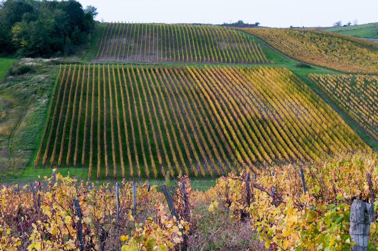 Vignoble Saison Octobre 5048