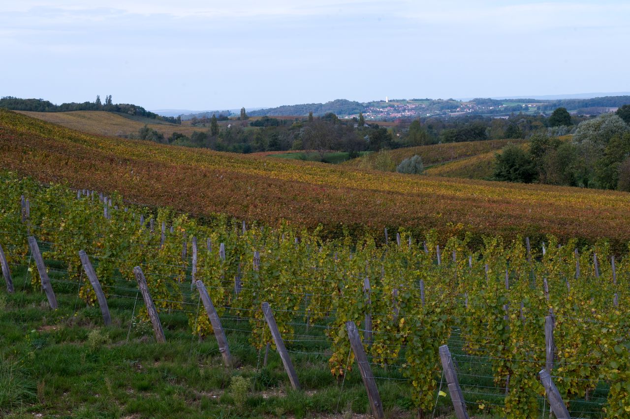 Vignoble Saison Octobre 5049