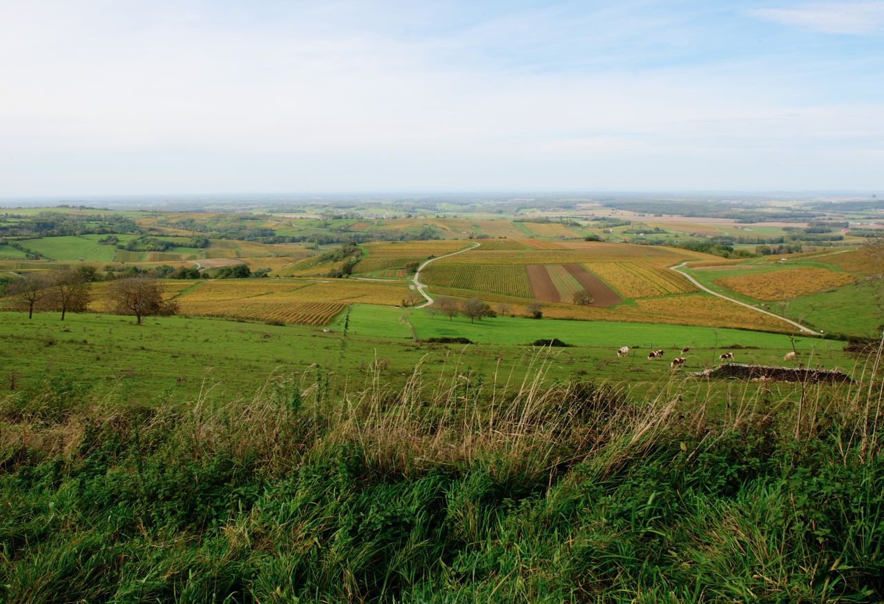 Vignoble Saison Octobre 5052