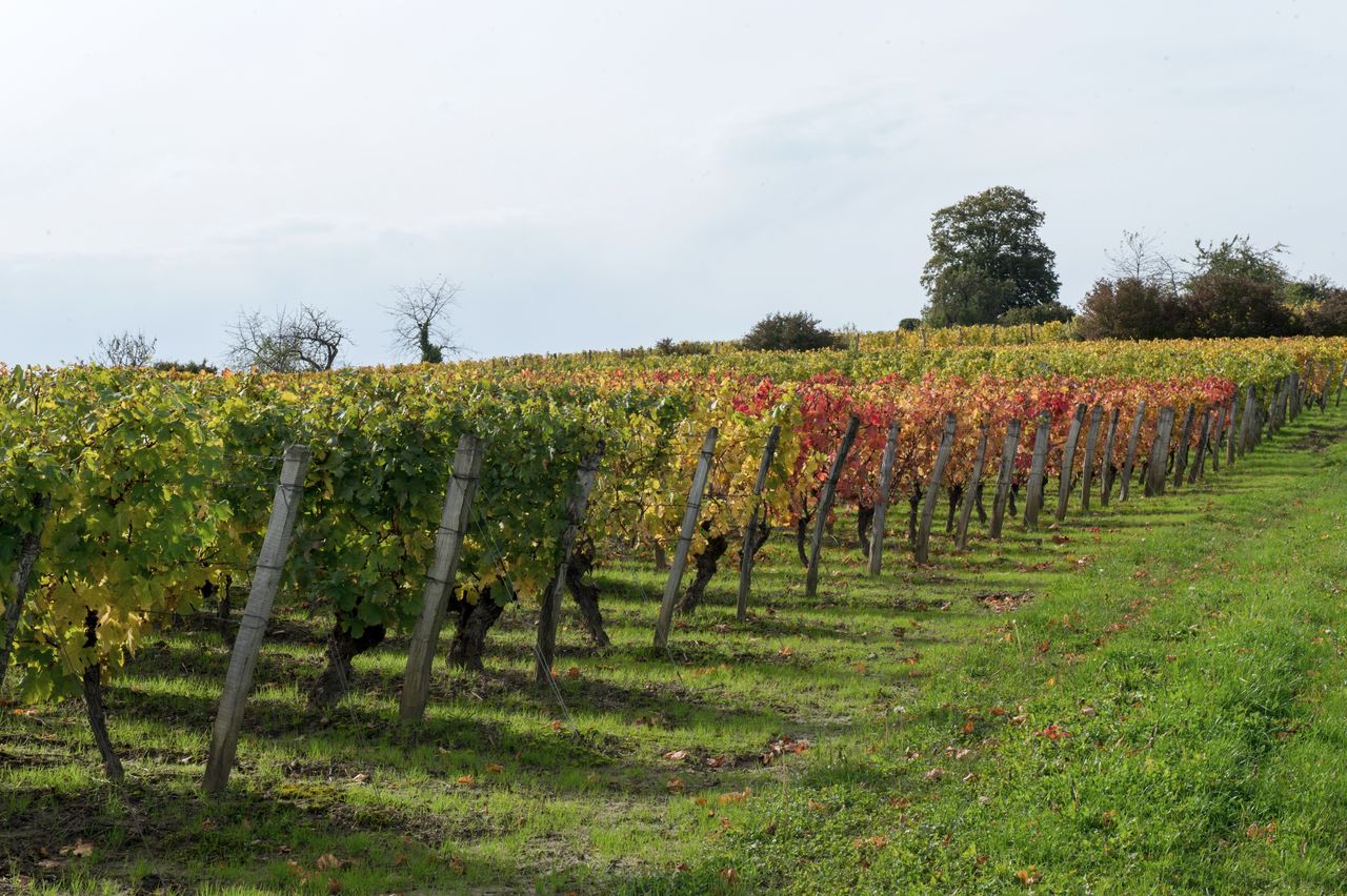 Vignoble Saison Octobre 5068