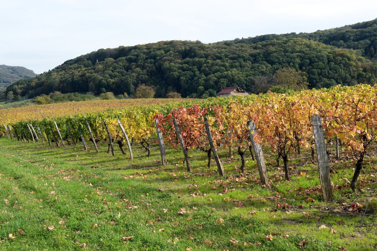 Vignoble Saison Octobre 5071