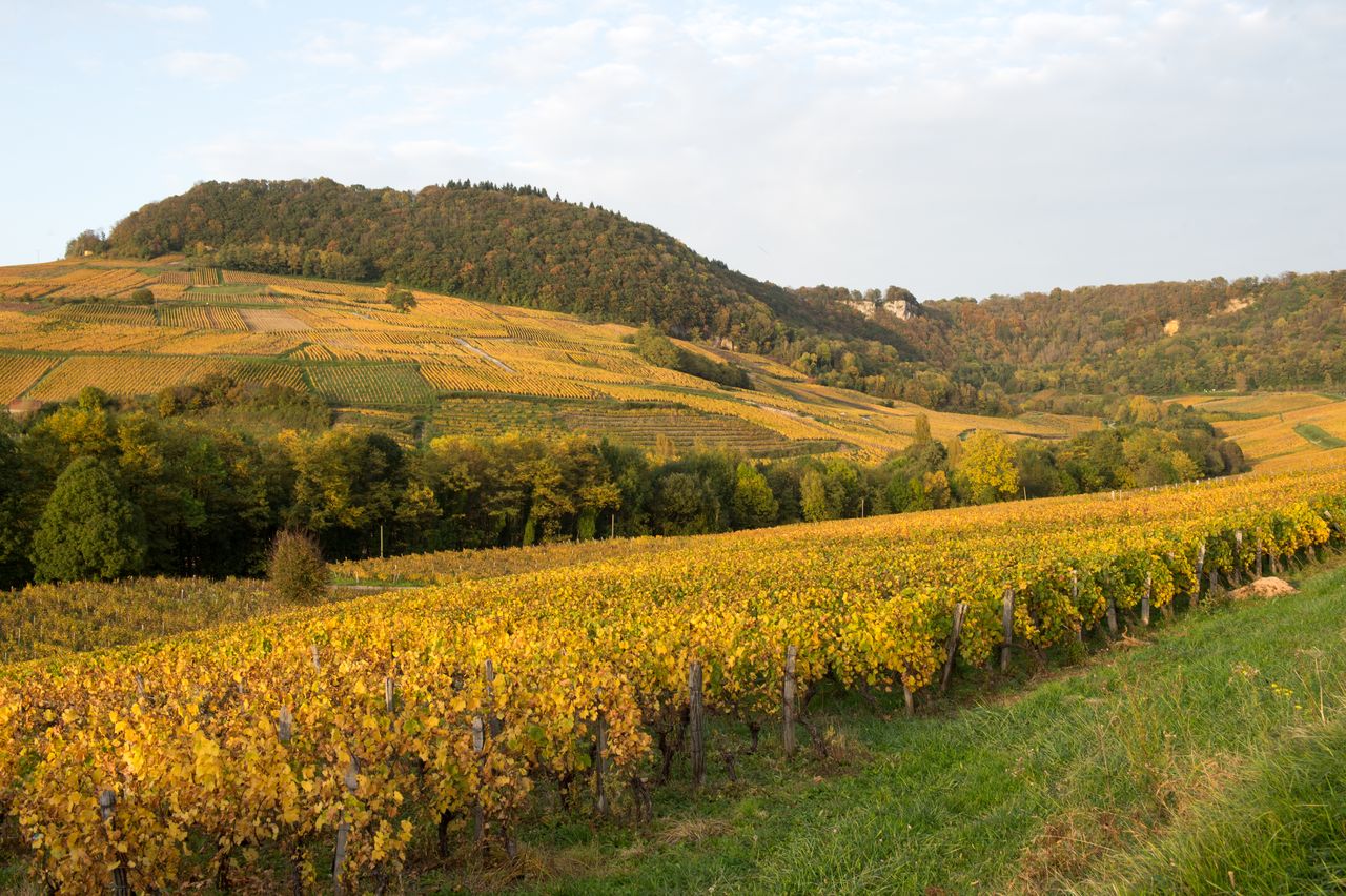 Vignoble Saison Octobre 5232