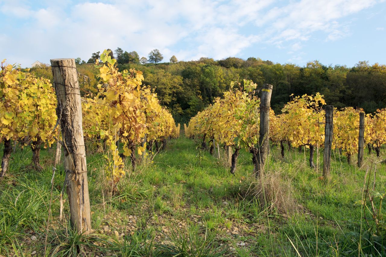 Vignoble Saison Octobre 5235
