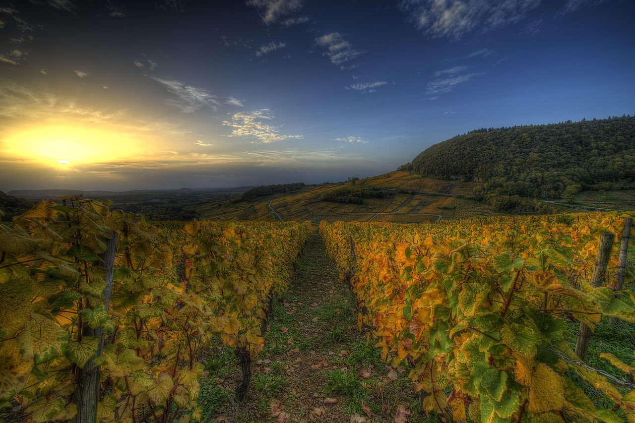 Vignoble Saison Octobre 5246