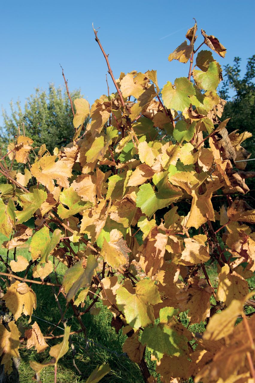 Vignoble Saison Octobre 5513