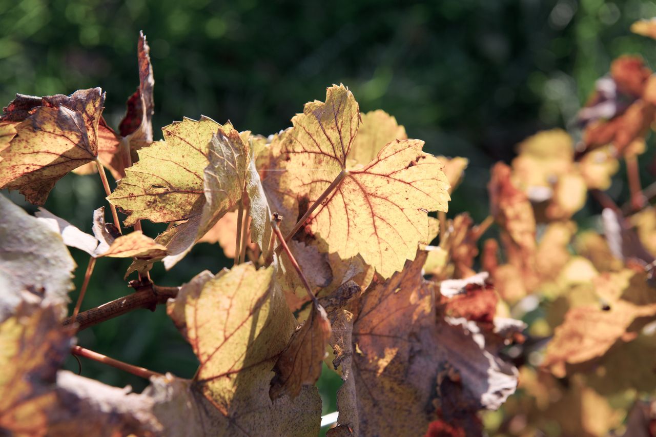 Vignoble Saison Octobre 5519