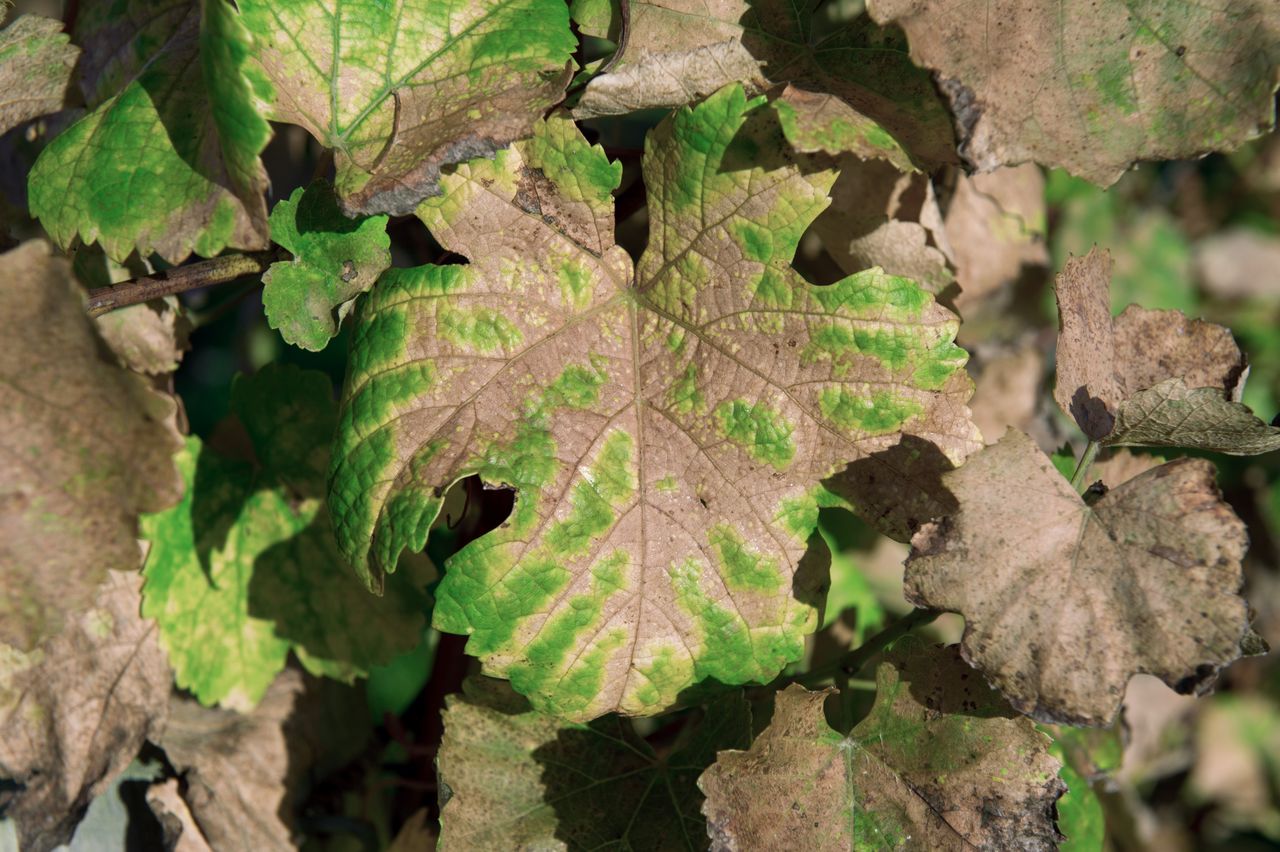 Vignoble Saison Octobre 5521