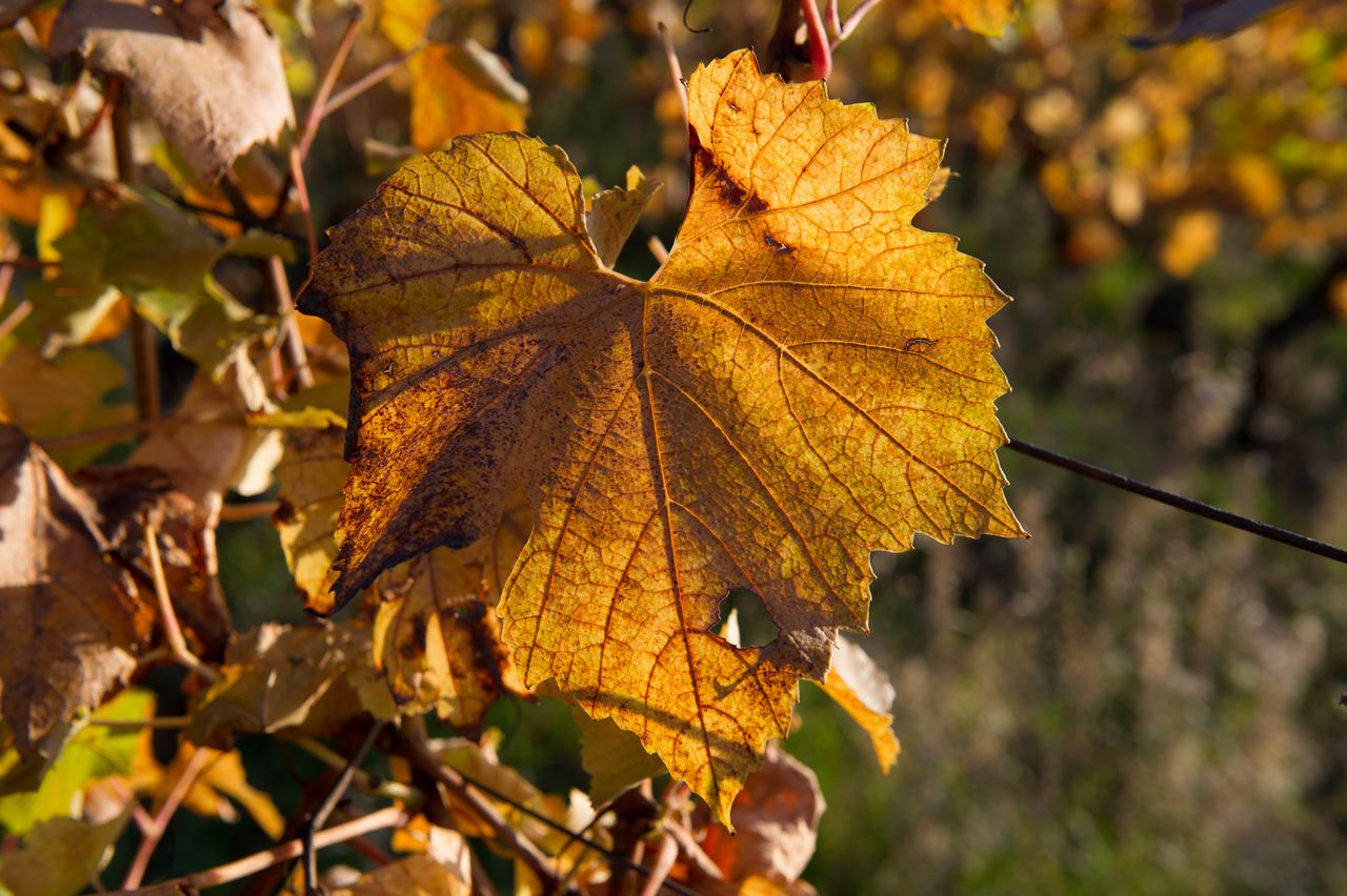 Vignoble Saison Octobre 5528