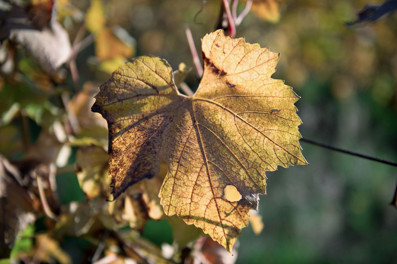 Vignoble Saison Octobre 5531