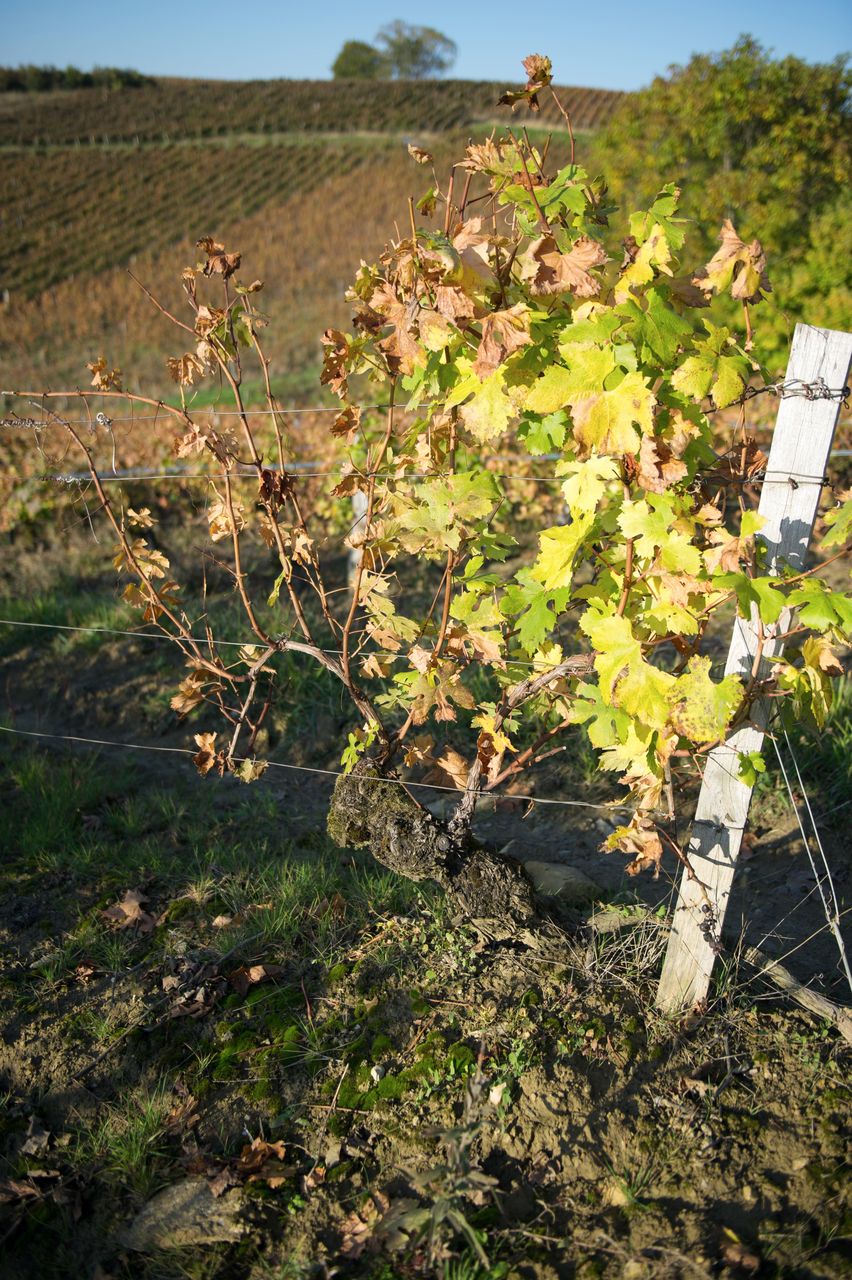 Vignoble Saison Octobre 5532