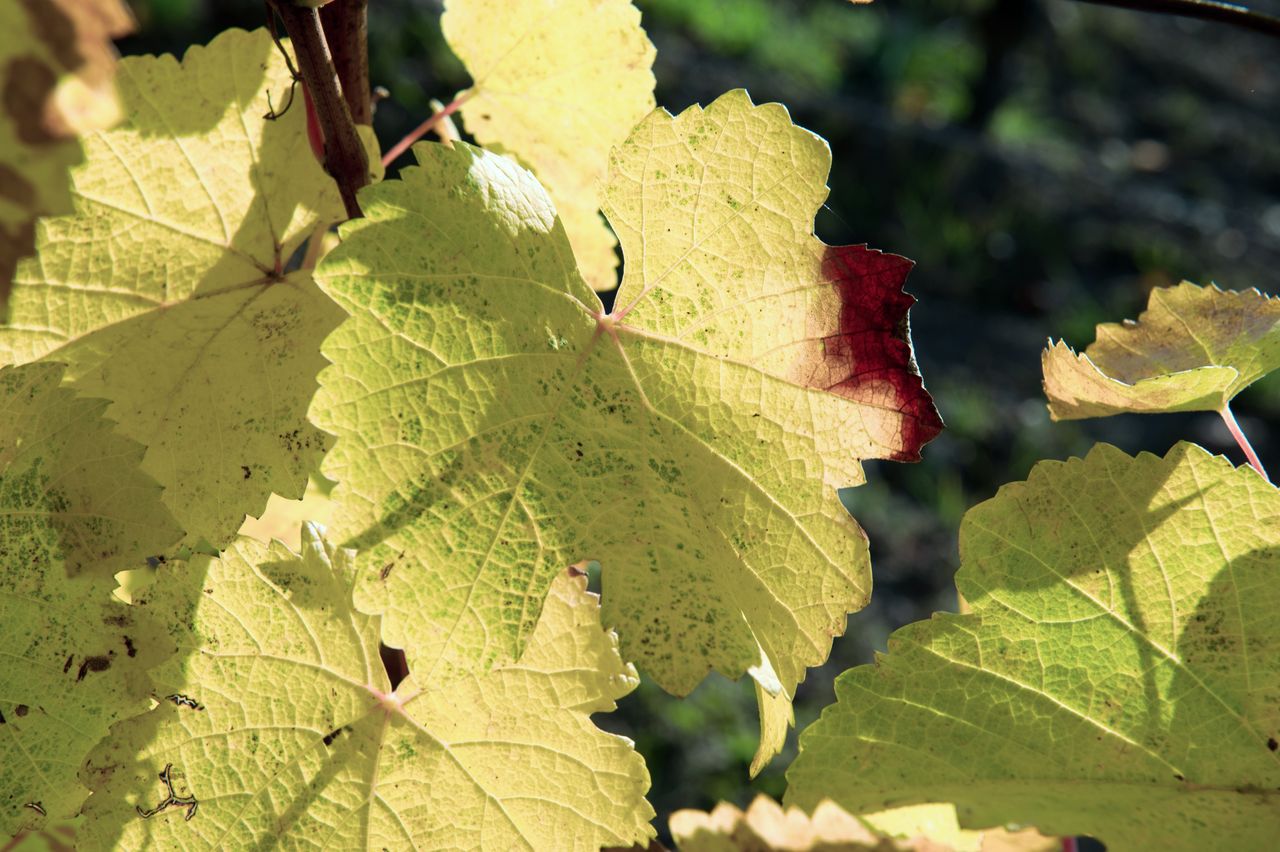 Vignoble Saison Octobre 5534