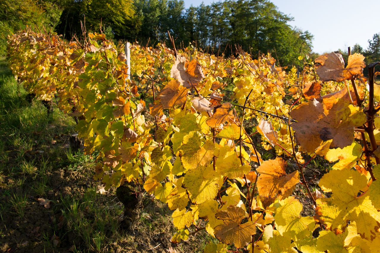 Vignoble Saison Octobre 5536