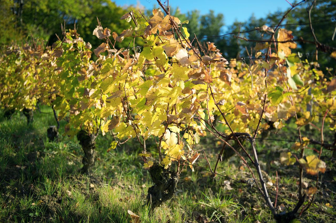 Vignoble Saison Octobre 5537
