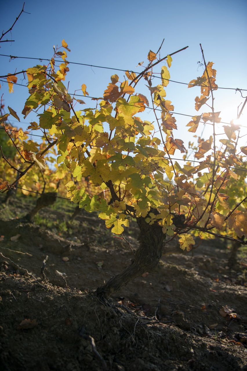 Vignoble Saison Octobre 5539