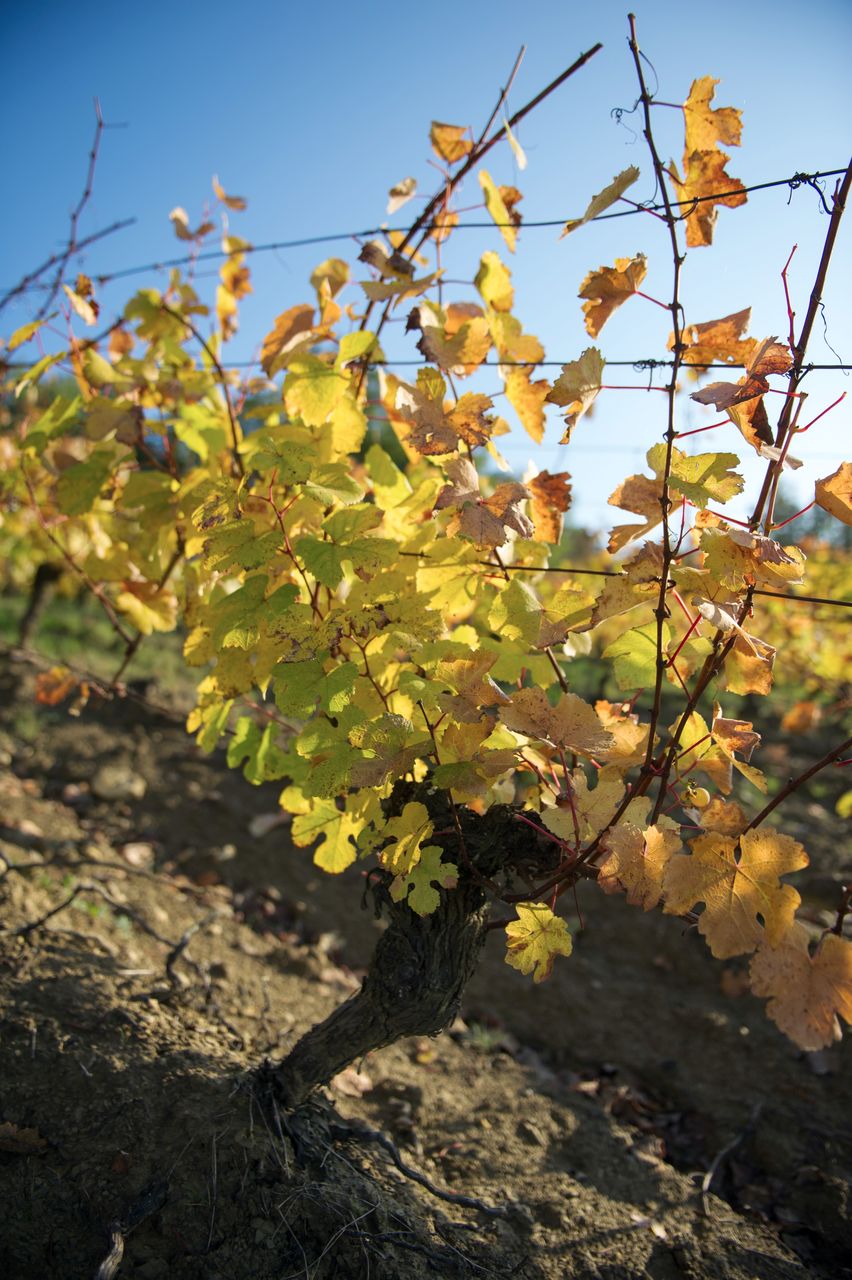 Vignoble Saison Octobre 5540