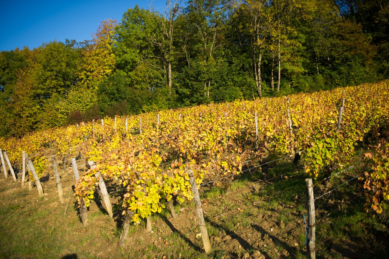 Vignoble Saison Octobre 5541