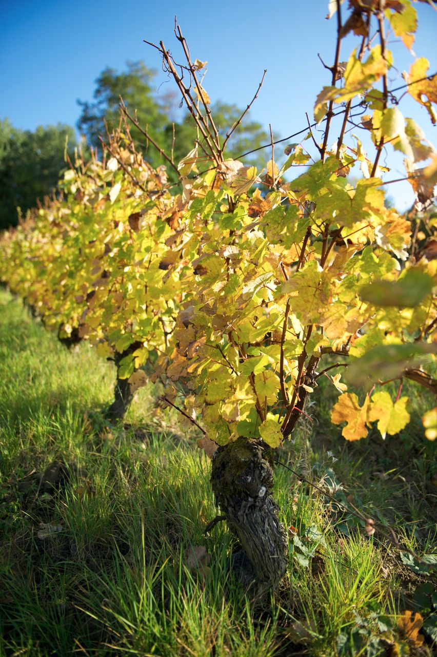 Vignoble Saison Octobre 5544