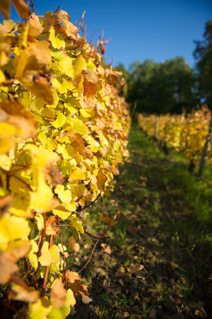 Vignoble Saison Octobre 5545