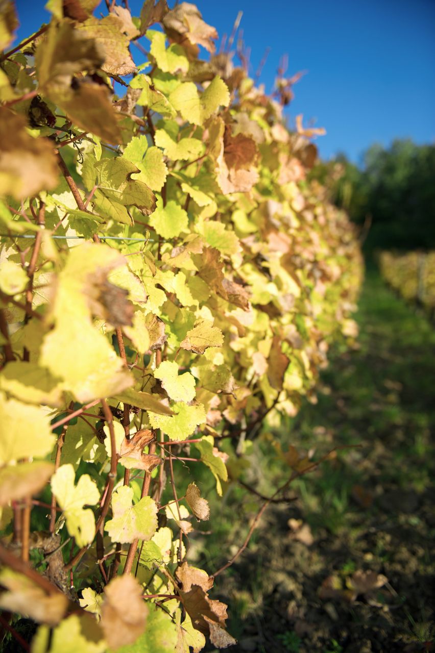 Vignoble Saison Octobre 5547